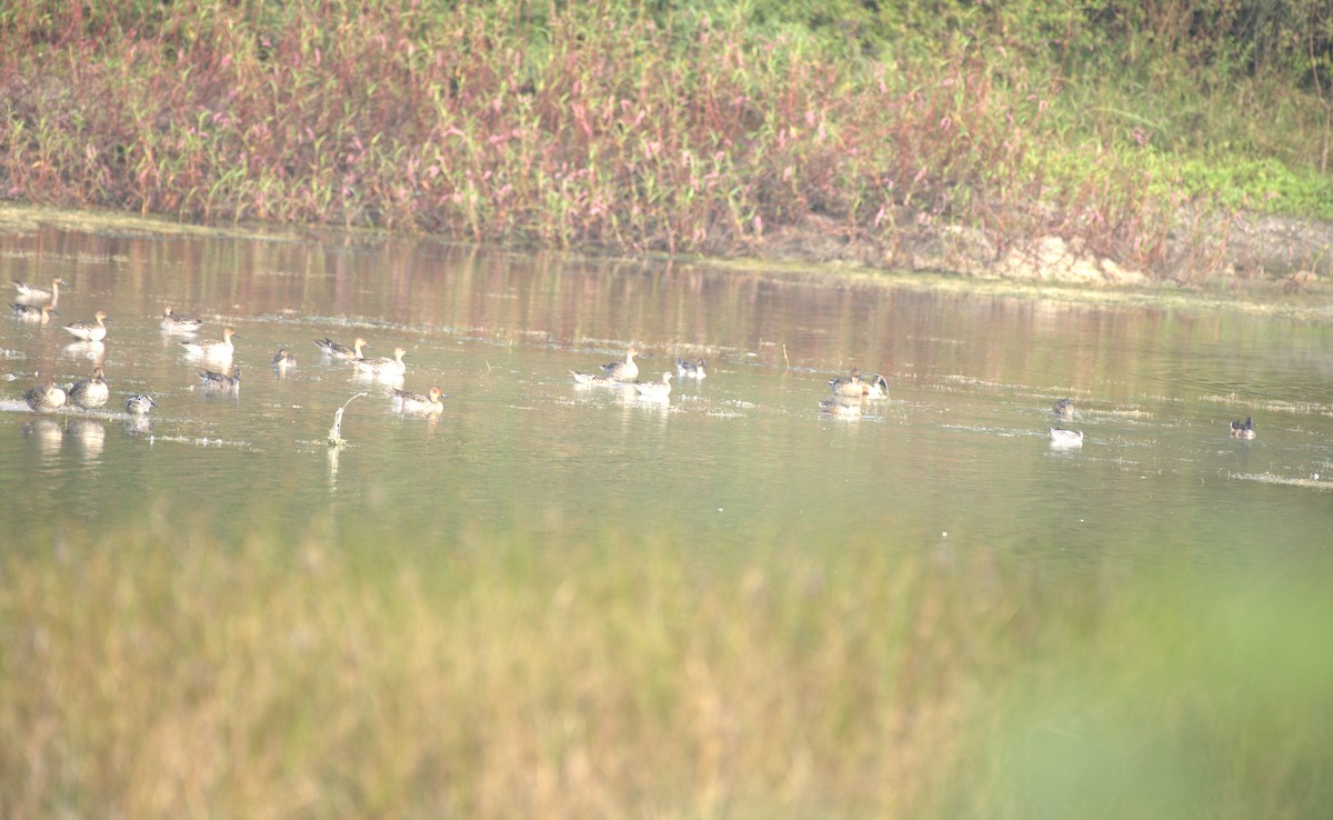 Northern Pintail - ML647412821