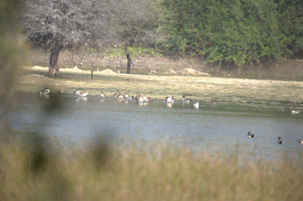 Northern Pintail - ML647412822