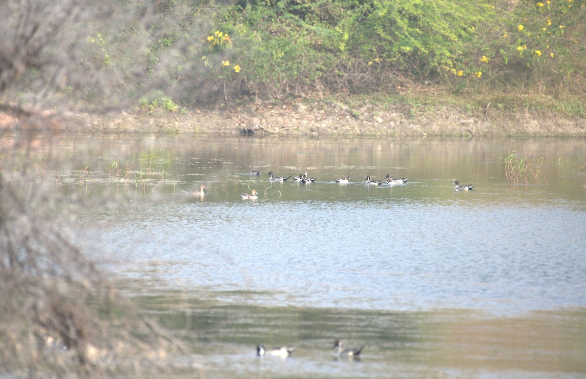 Northern Pintail - ML647412823