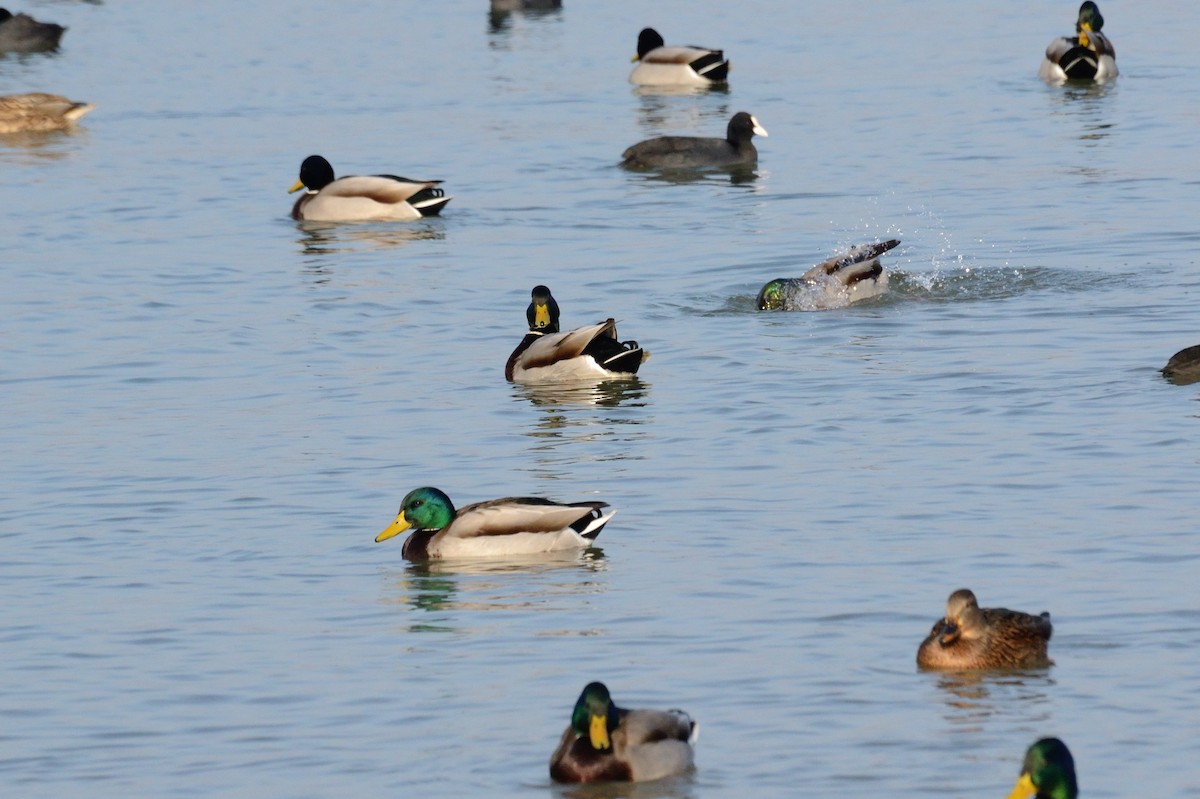 Mallard - ML647412825