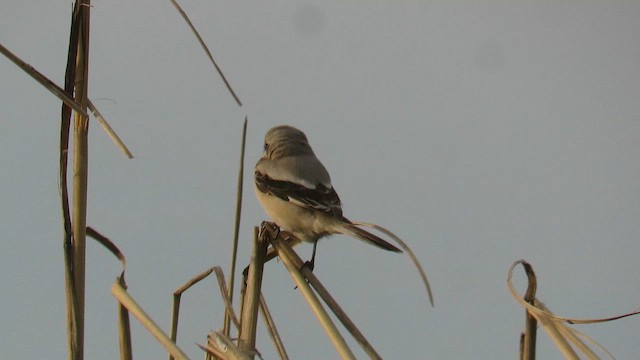Great Gray Shrike (Steppe) - ML647412836