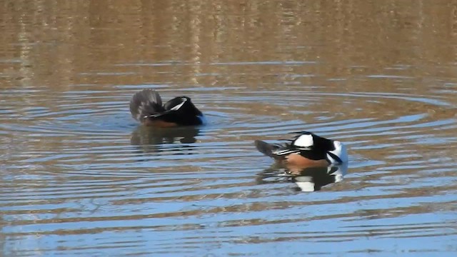 Hooded Merganser - ML647412844