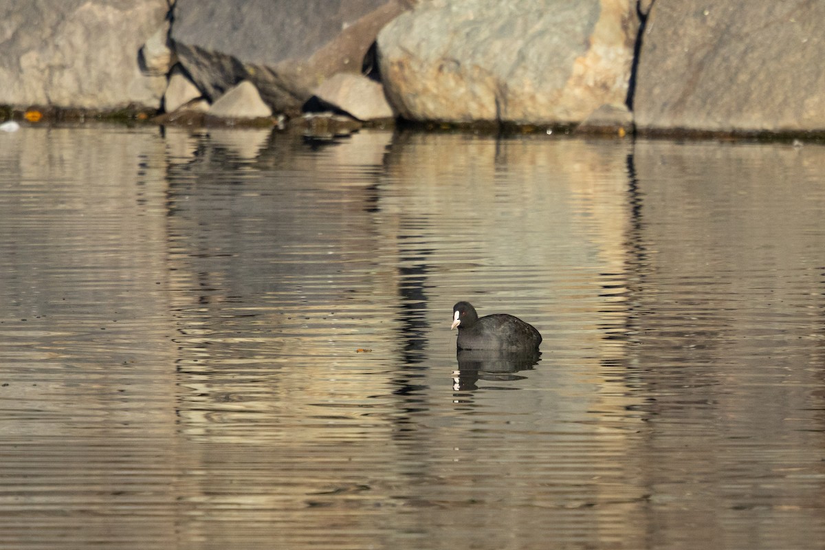 sothøne - ML647412846