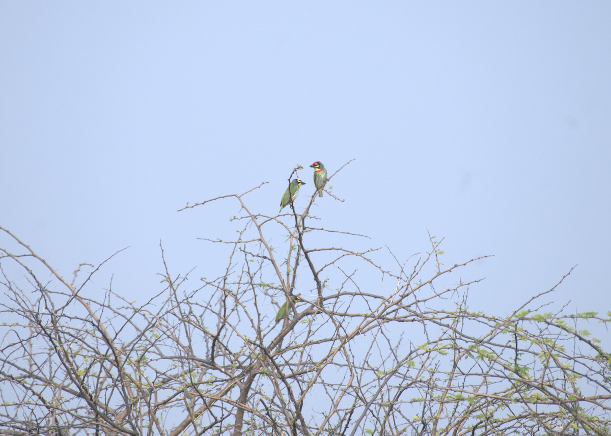 Coppersmith Barbet - ML647412872