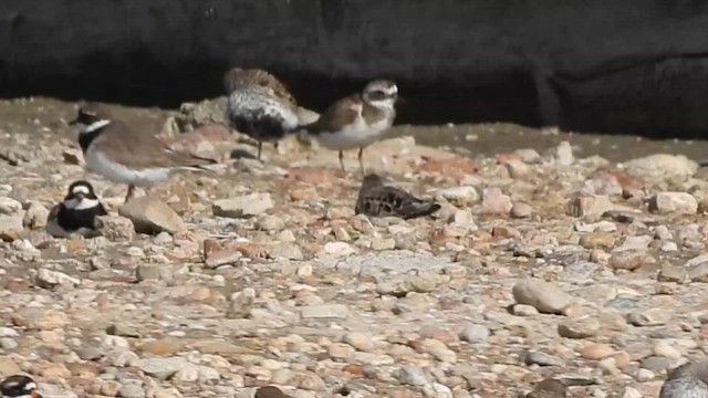 Broad-billed Sandpiper - ML647412891
