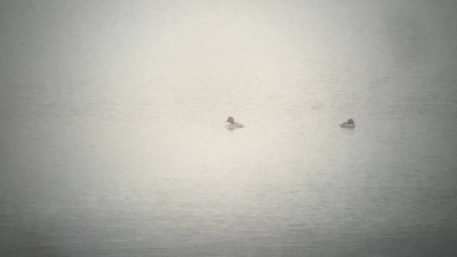 Исландский гоголь - ML647412897