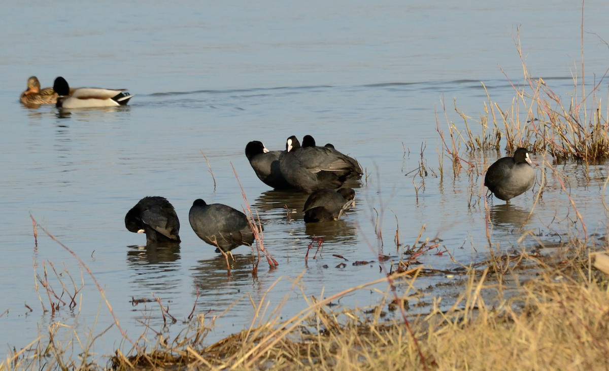 Eurasian Coot - ML647412903