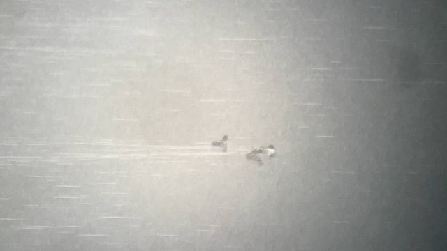 Исландский гоголь - ML647412906