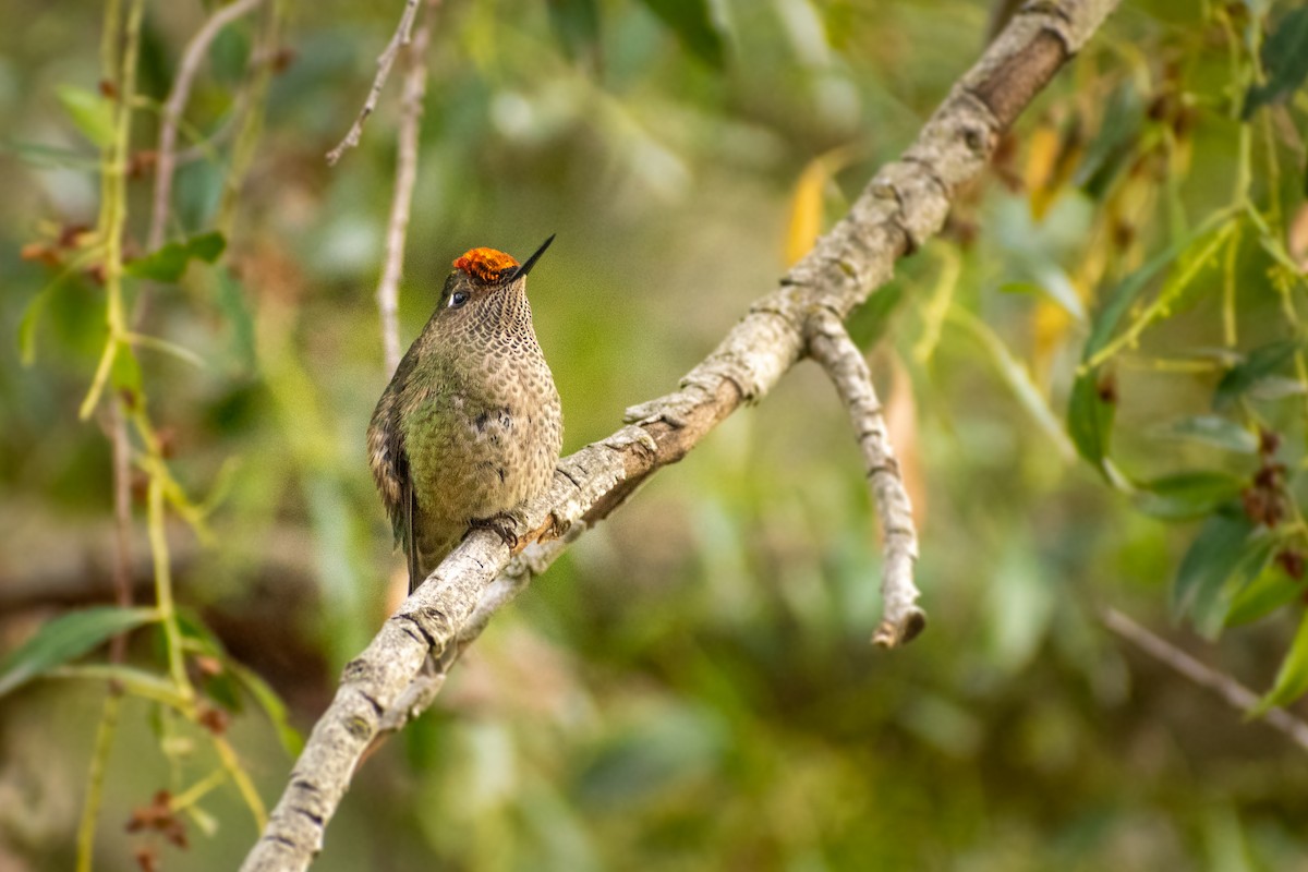 Чилийская диадема - ML647412928