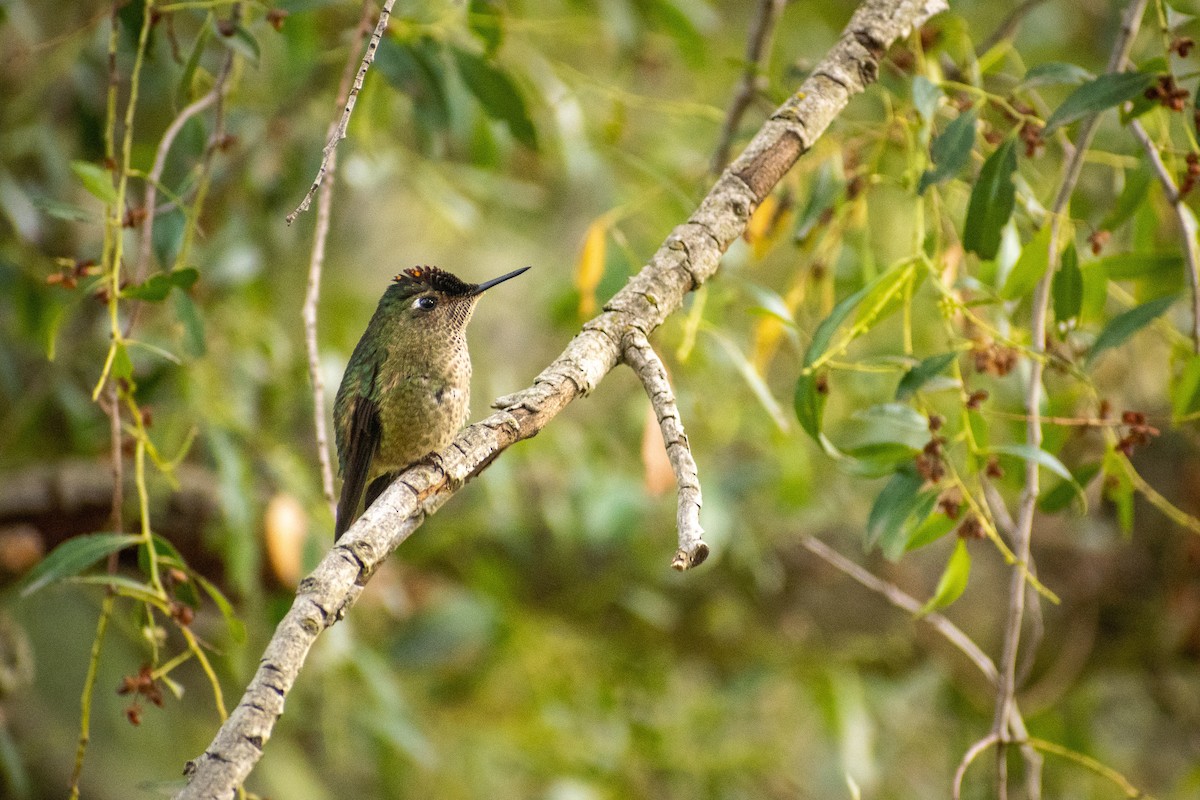 Чилийская диадема - ML647412929