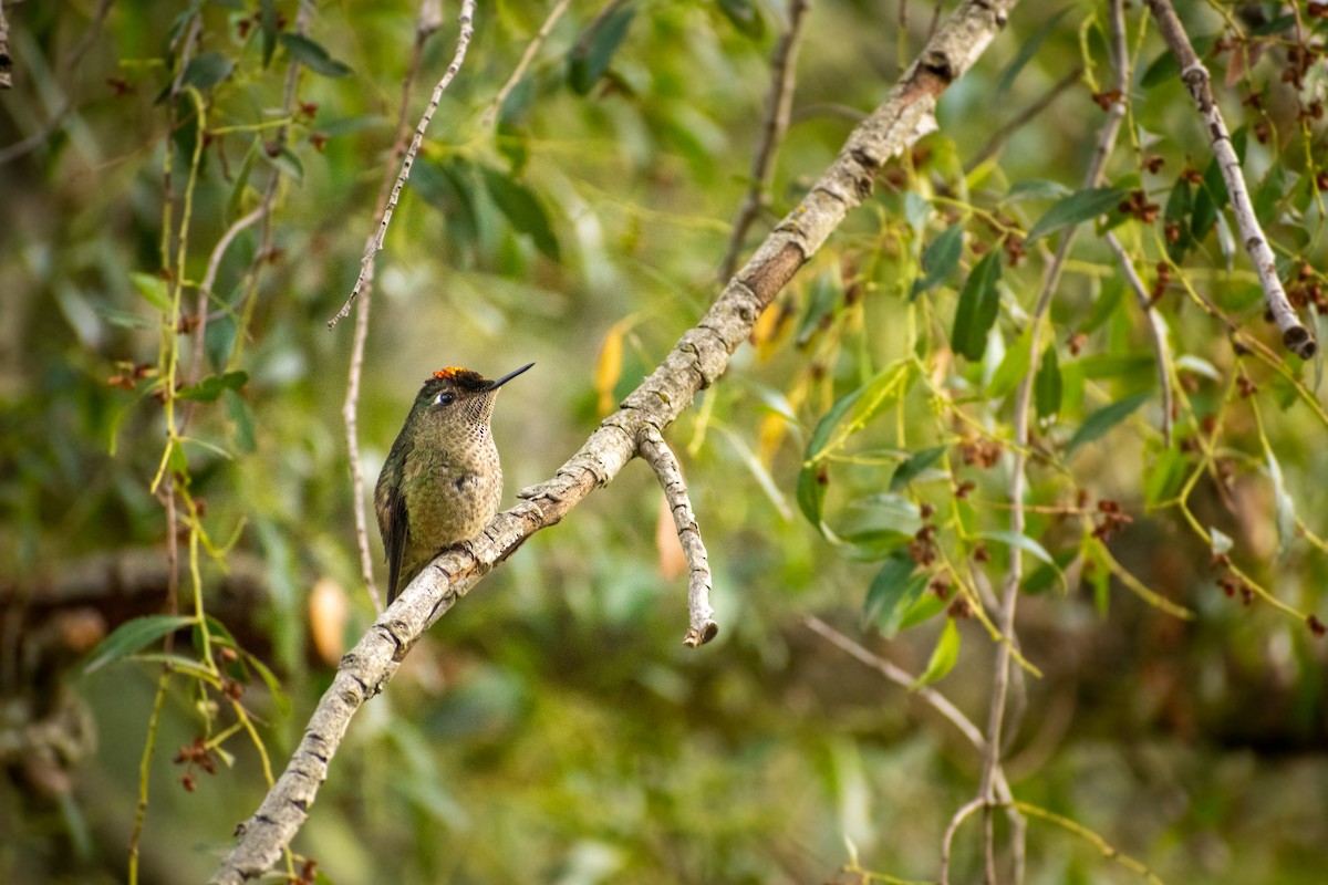 Чилийская диадема - ML647412932