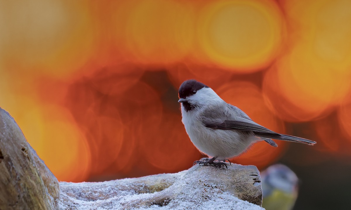 Mésange boréale - ML647412939