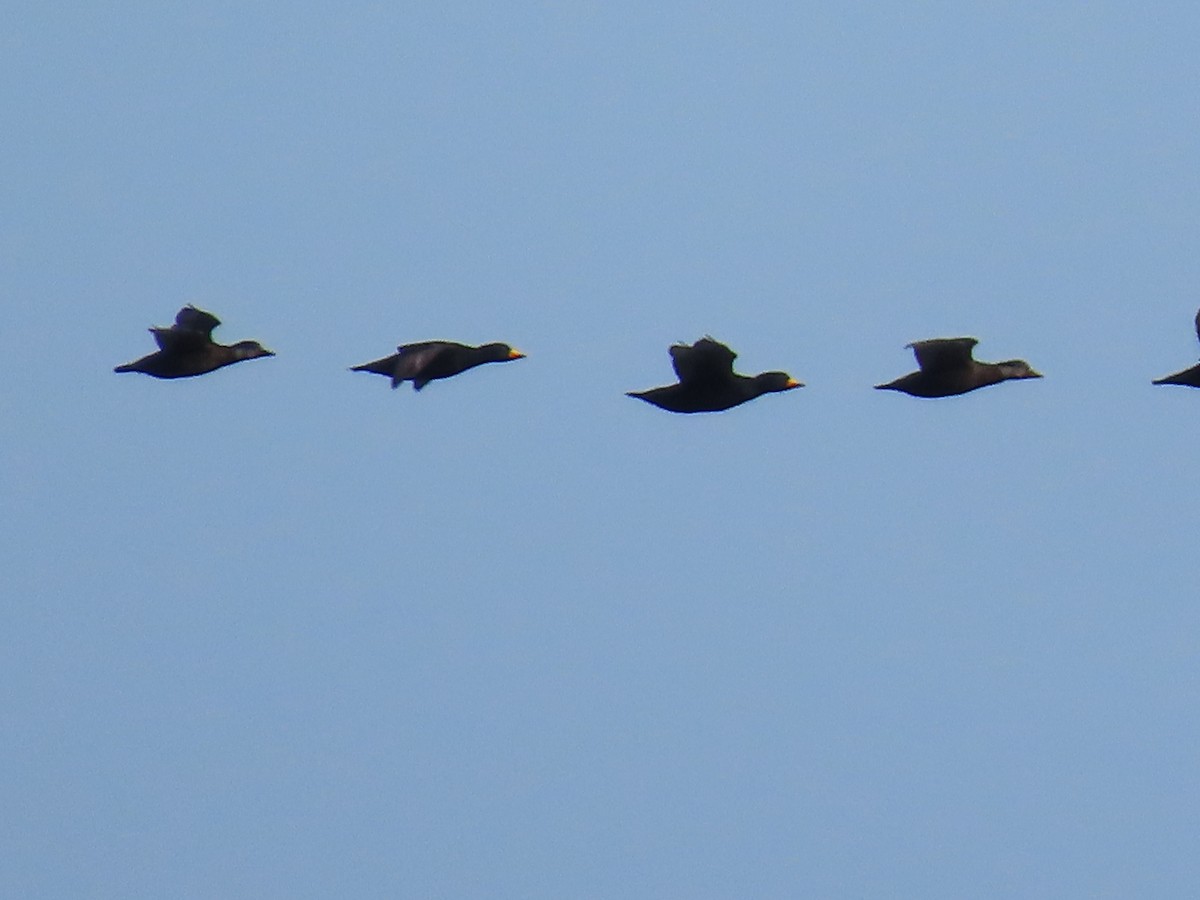 Американская синьга - ML647412941