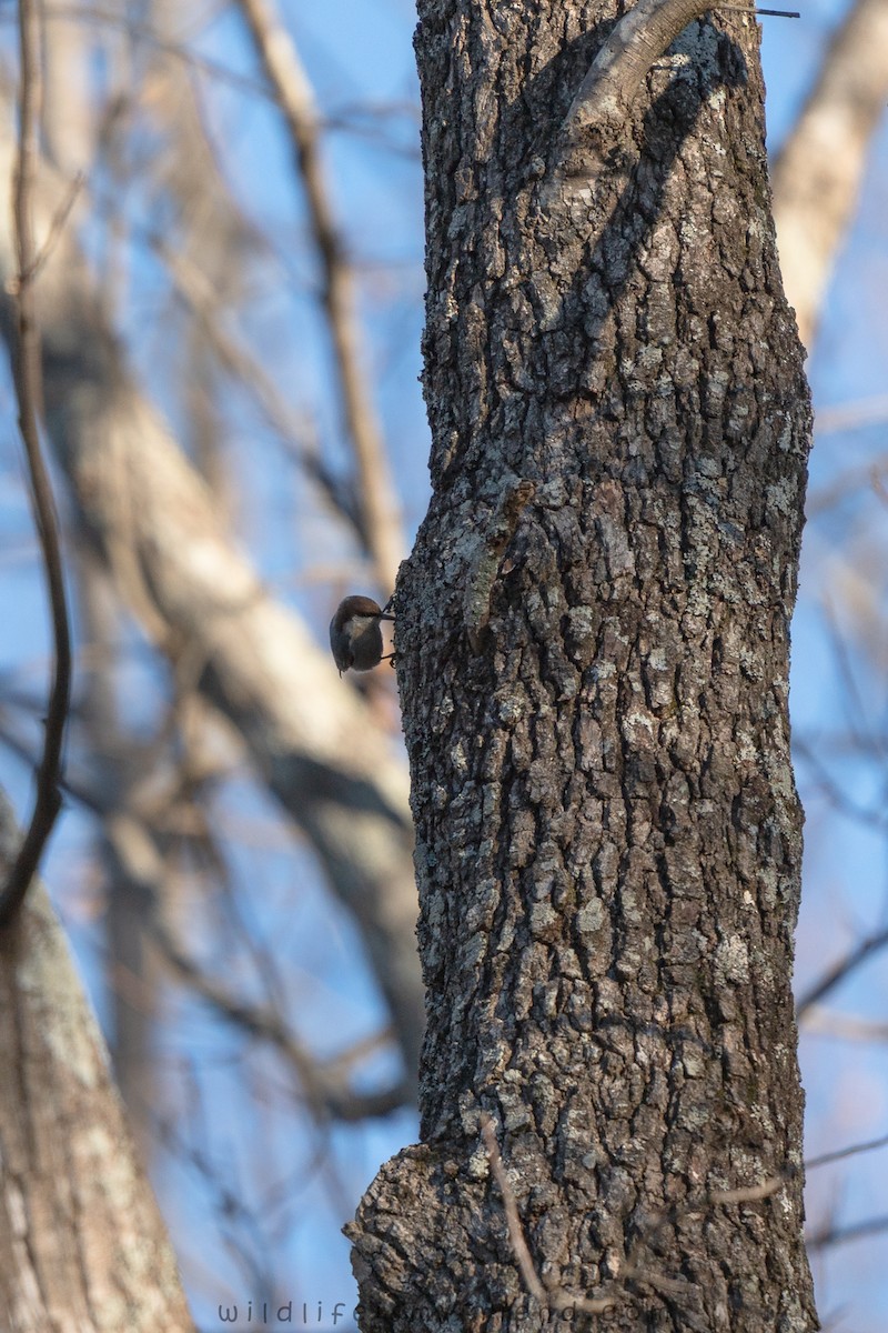 brhlík hnědohlavý - ML647412957