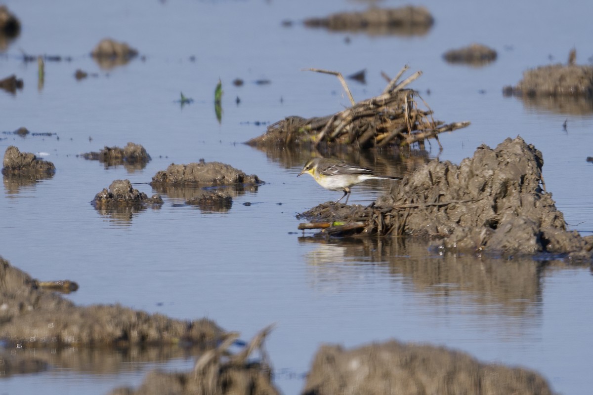 Eastern Yellow Wagtail - ML647412959
