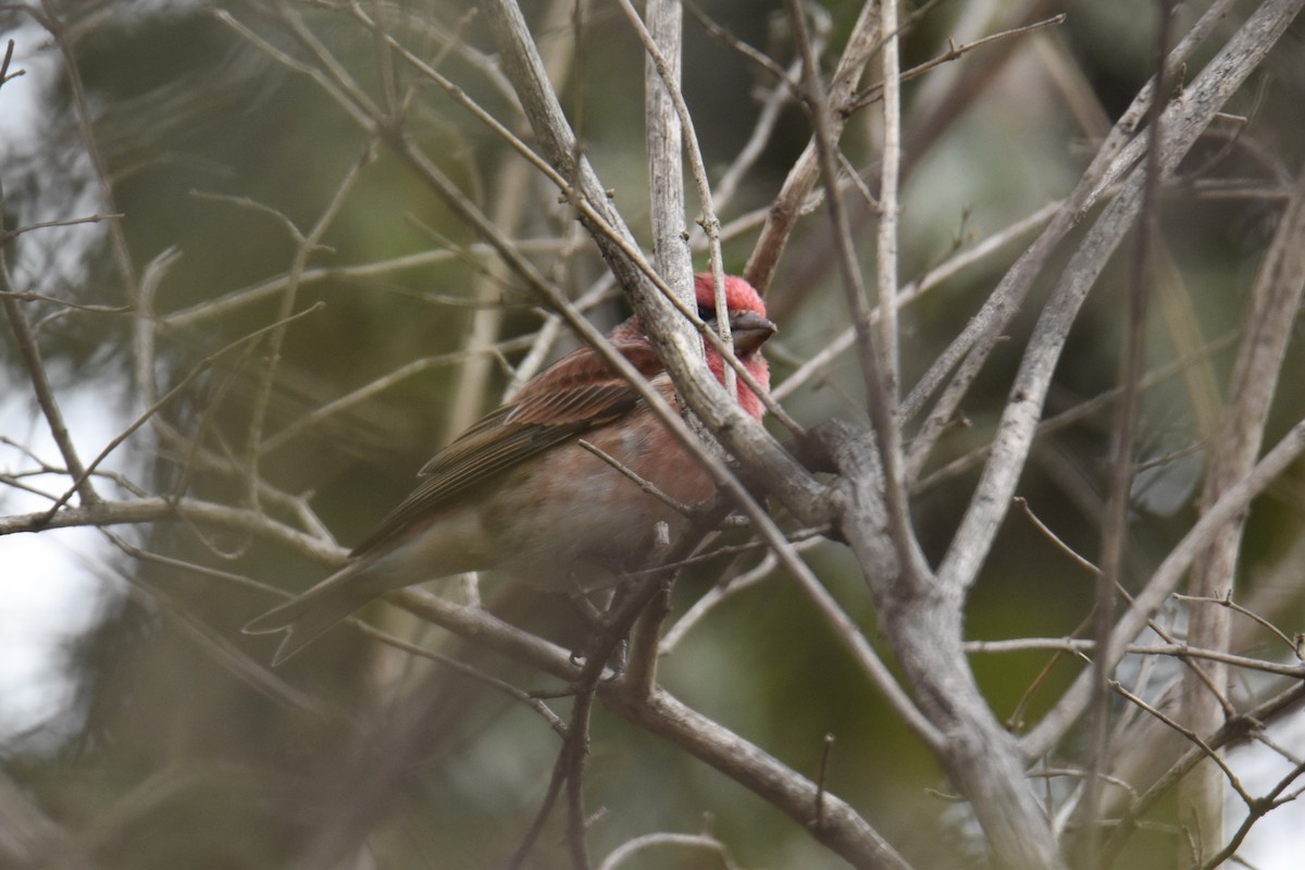 purpurfink - ML647412960