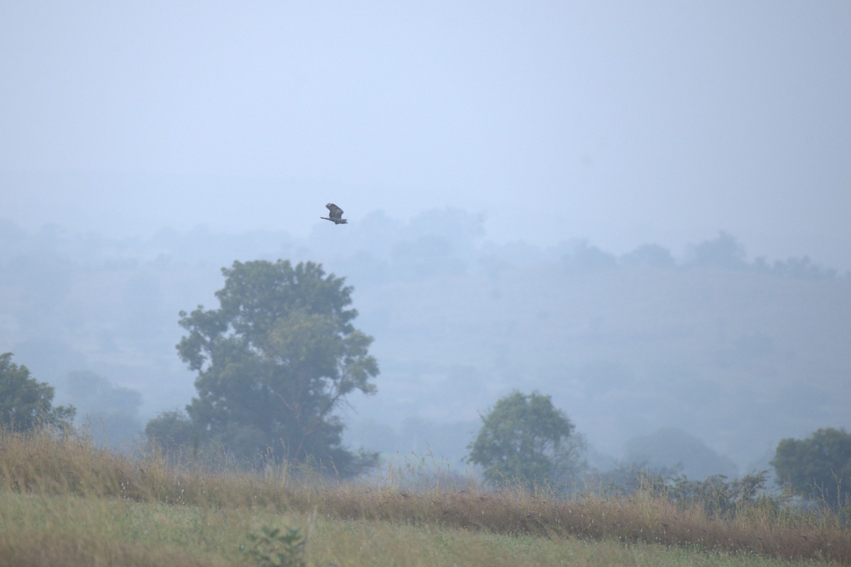 Oriental Honey-buzzard - ML647412966