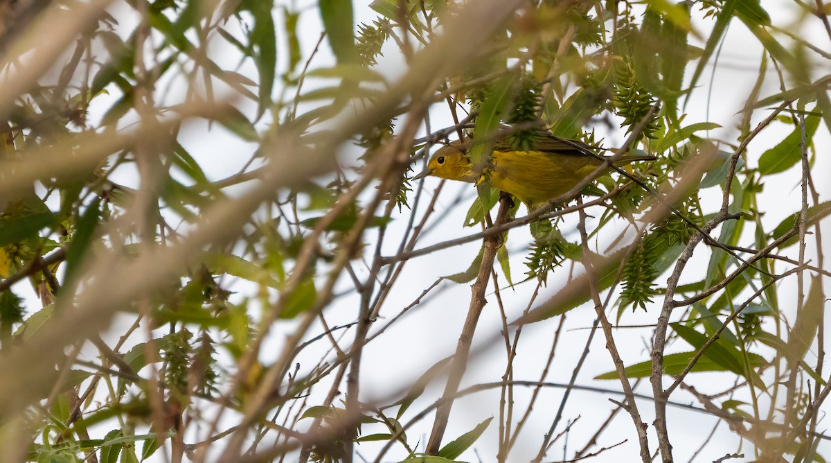 Sarı Ötleğen - ML647412969