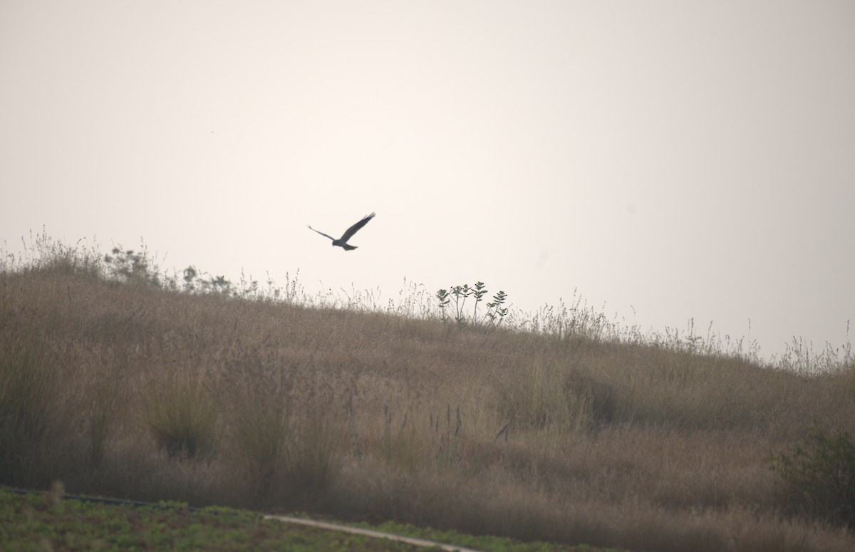 Montagu's Harrier - ML647412976