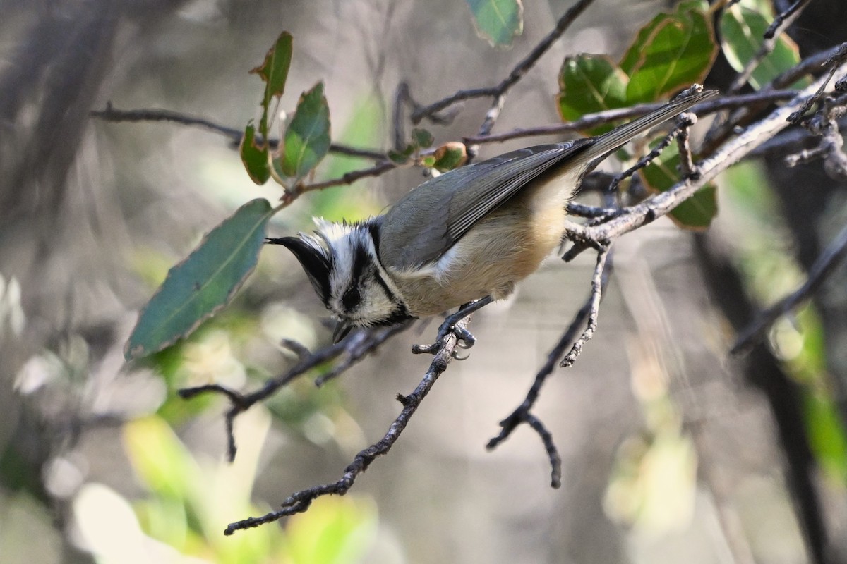 Bridled Titmouse - ML647413016