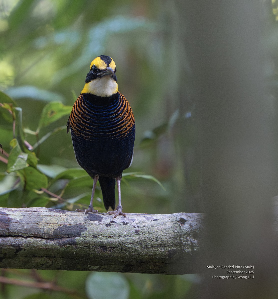 Malayan Banded-Pitta - ML647413018