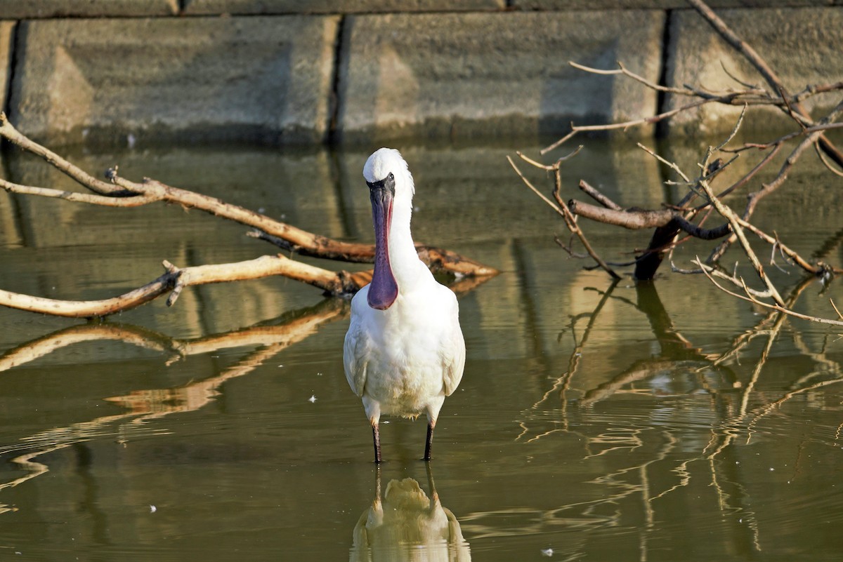 kinaskjestork - ML647413022