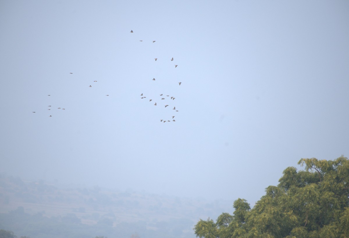 Rosy Starling - ML647413027