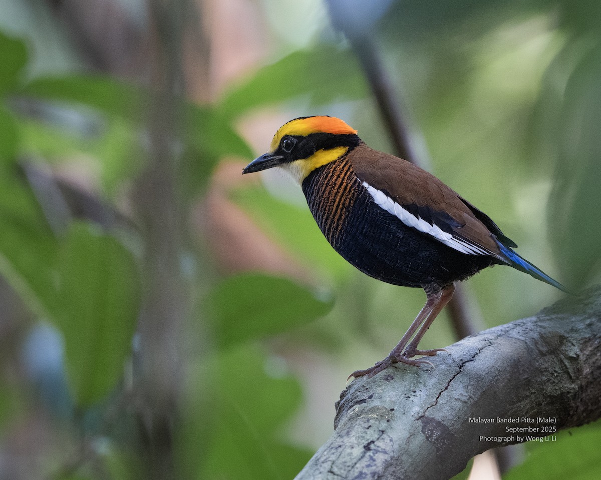 Malayan Banded-Pitta - ML647413031