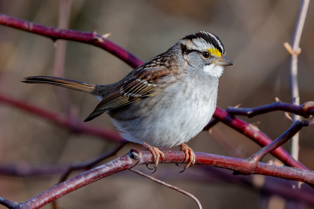 White-throated Sparrow - ML647413032