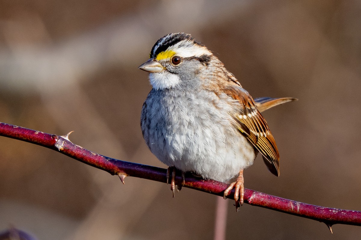 White-throated Sparrow - ML647413033