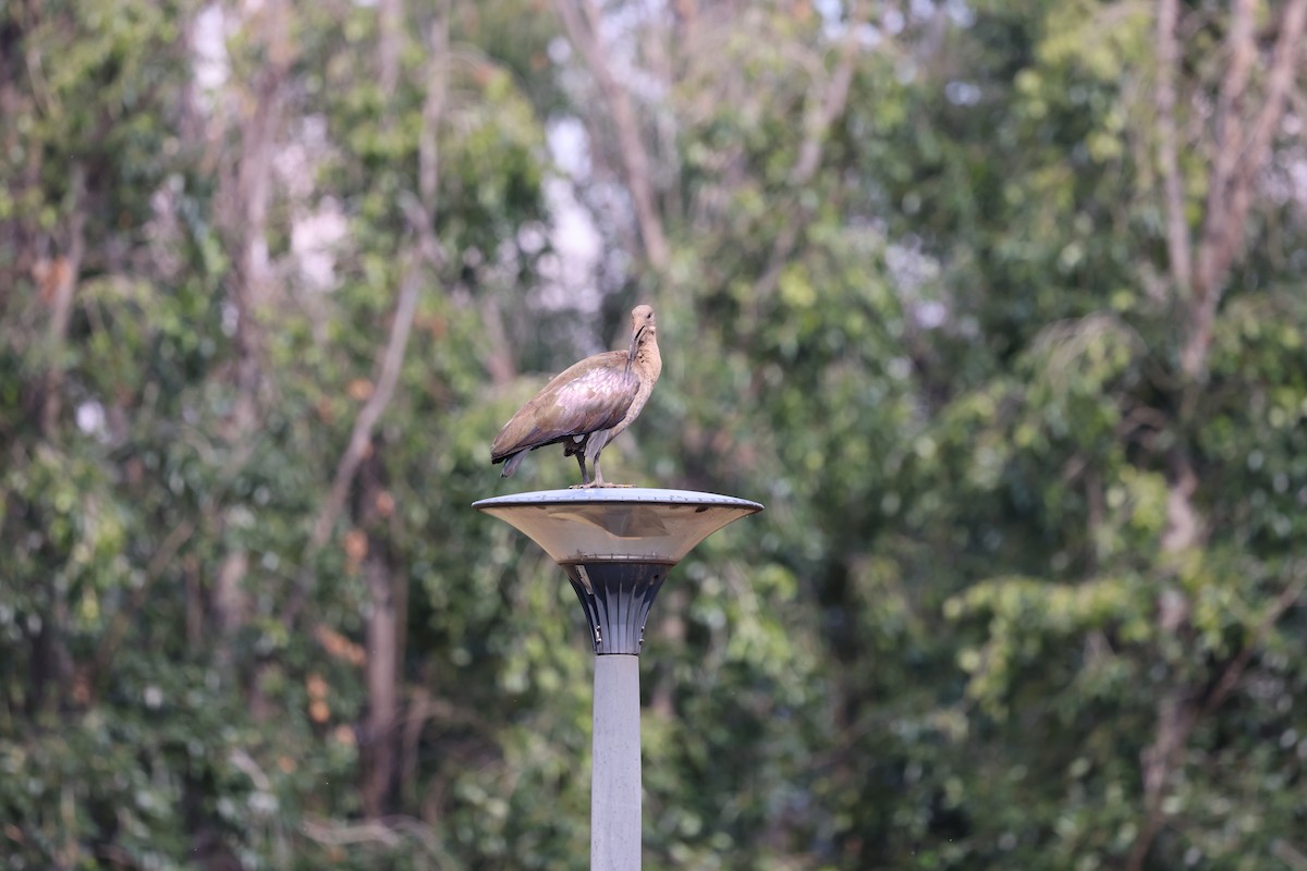 Hadada Ibis - ML647413042