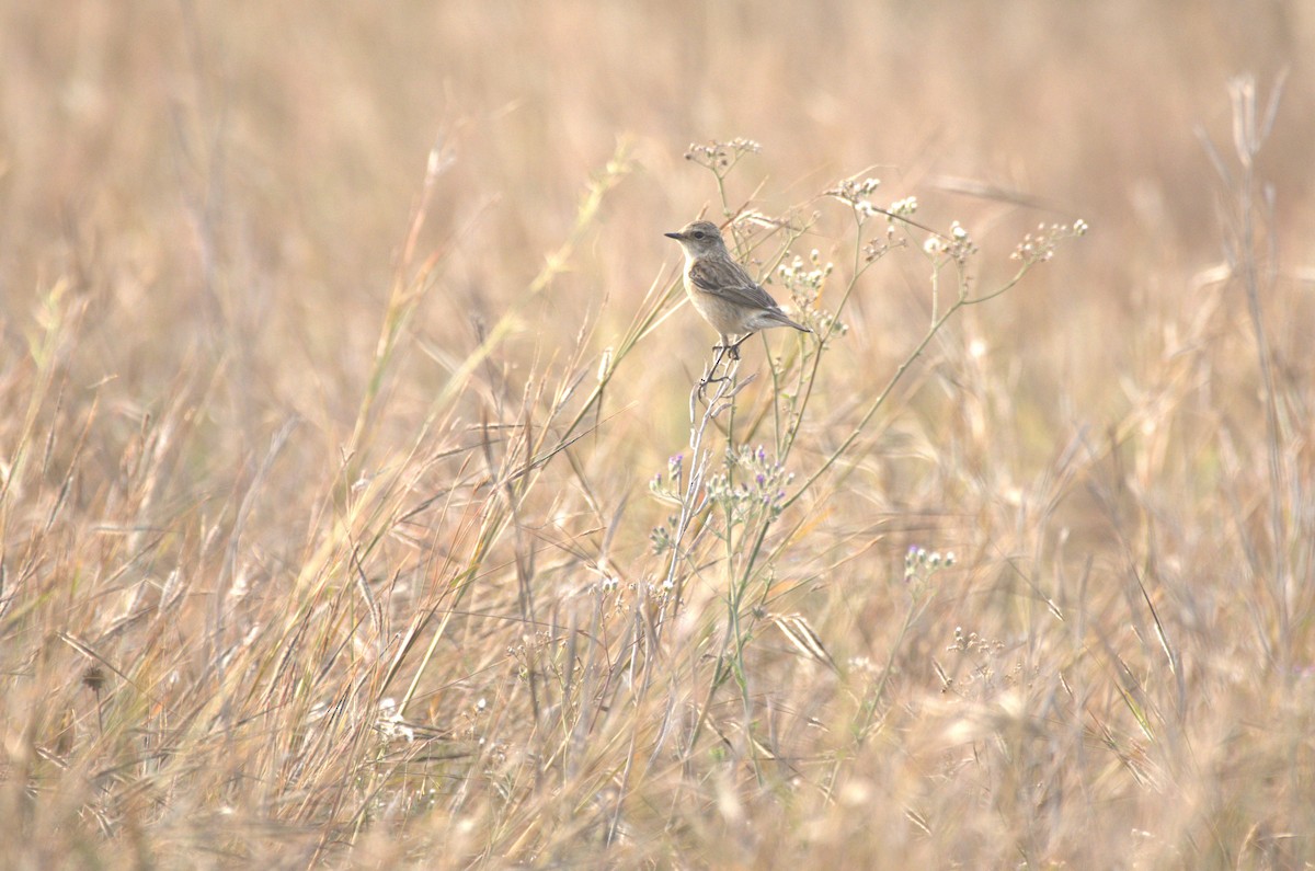 Siberian Stonechat - ML647413043