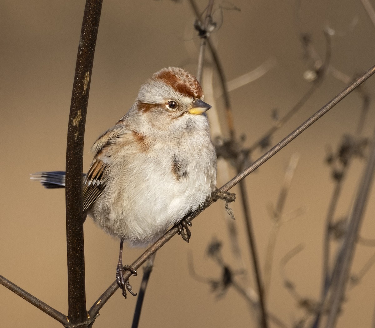 American Tree Sparrow - ML647413046