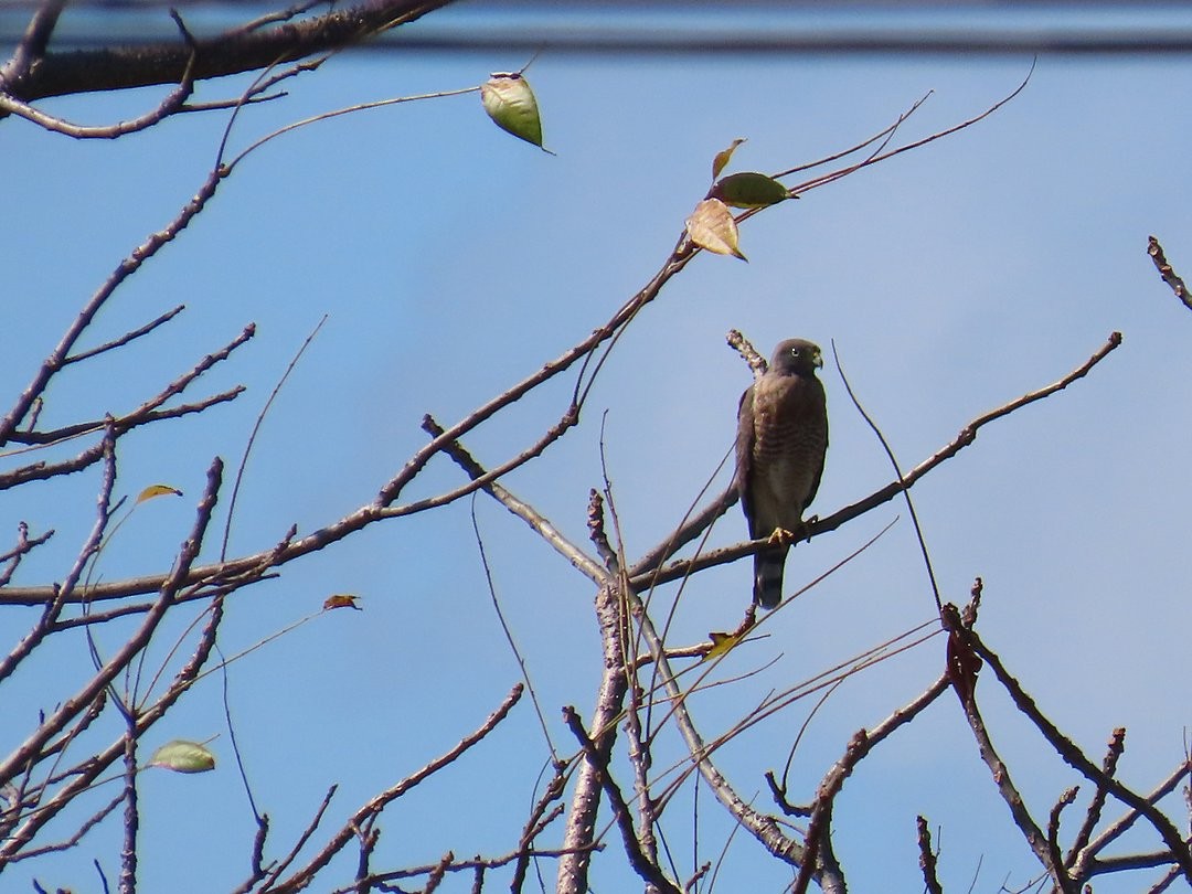 Roadside Hawk - ML647413047