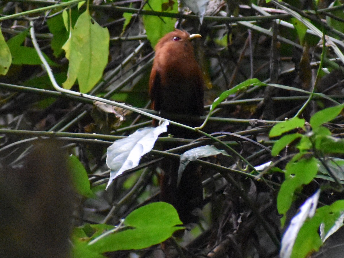 Little Cuckoo - ML647413048