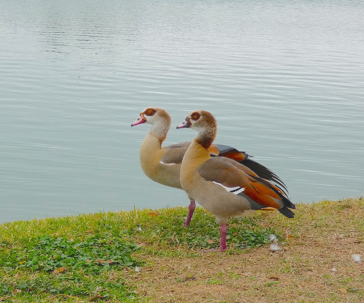 Egyptian Goose - ML647413049