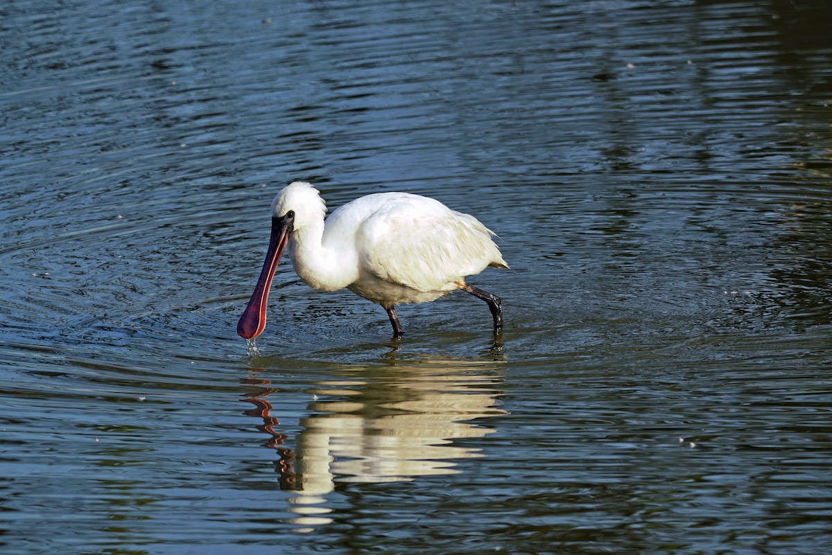 Black-faced Spoonbill - ML647413050