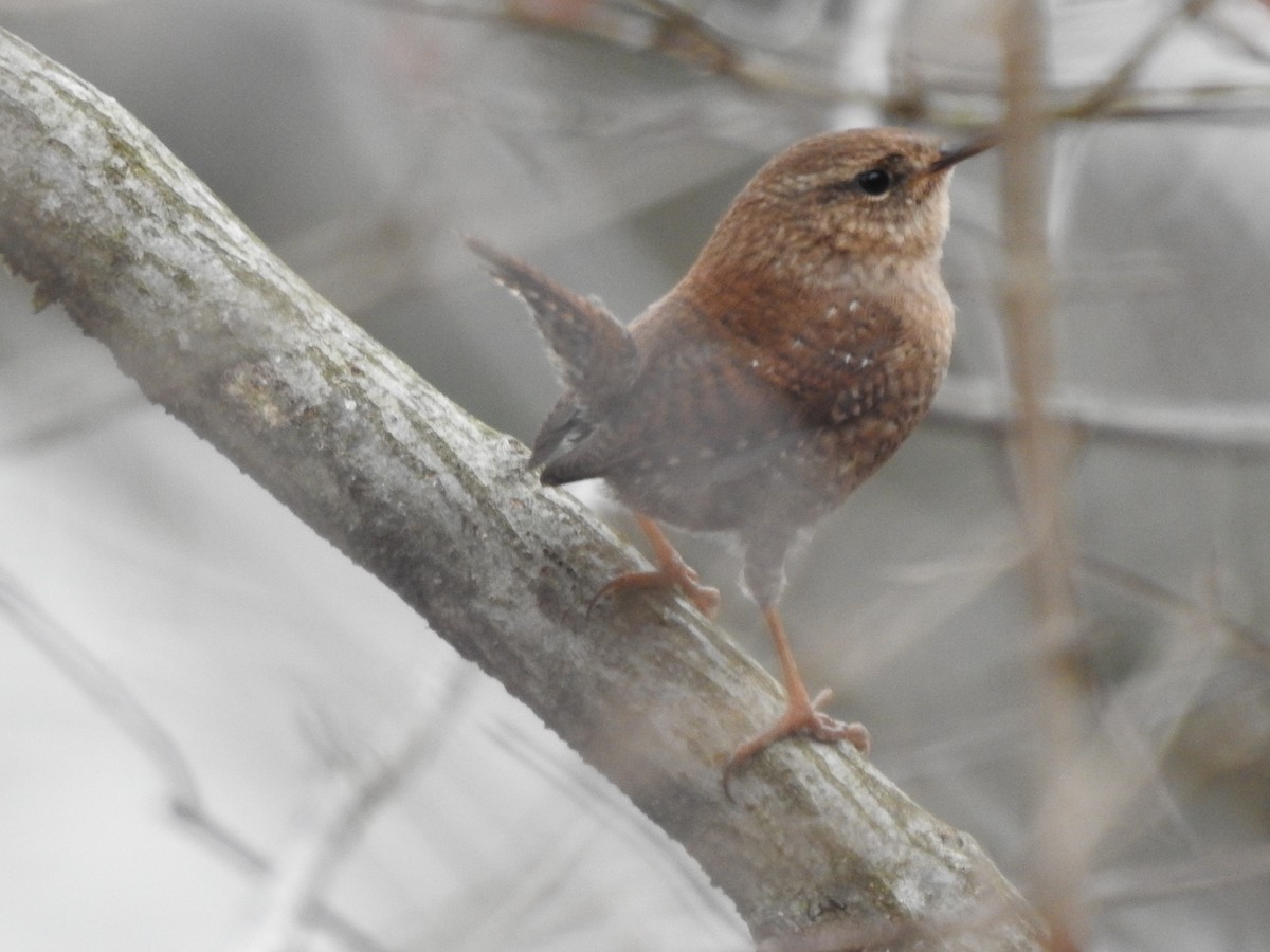 Winter Wren - ML647413051
