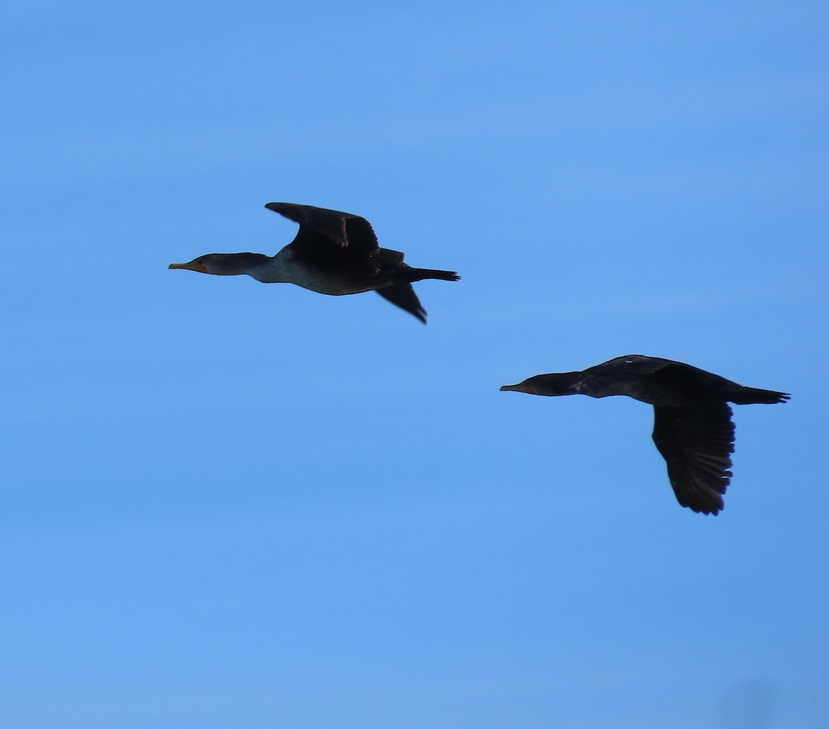 Double-crested Cormorant - ML647413052