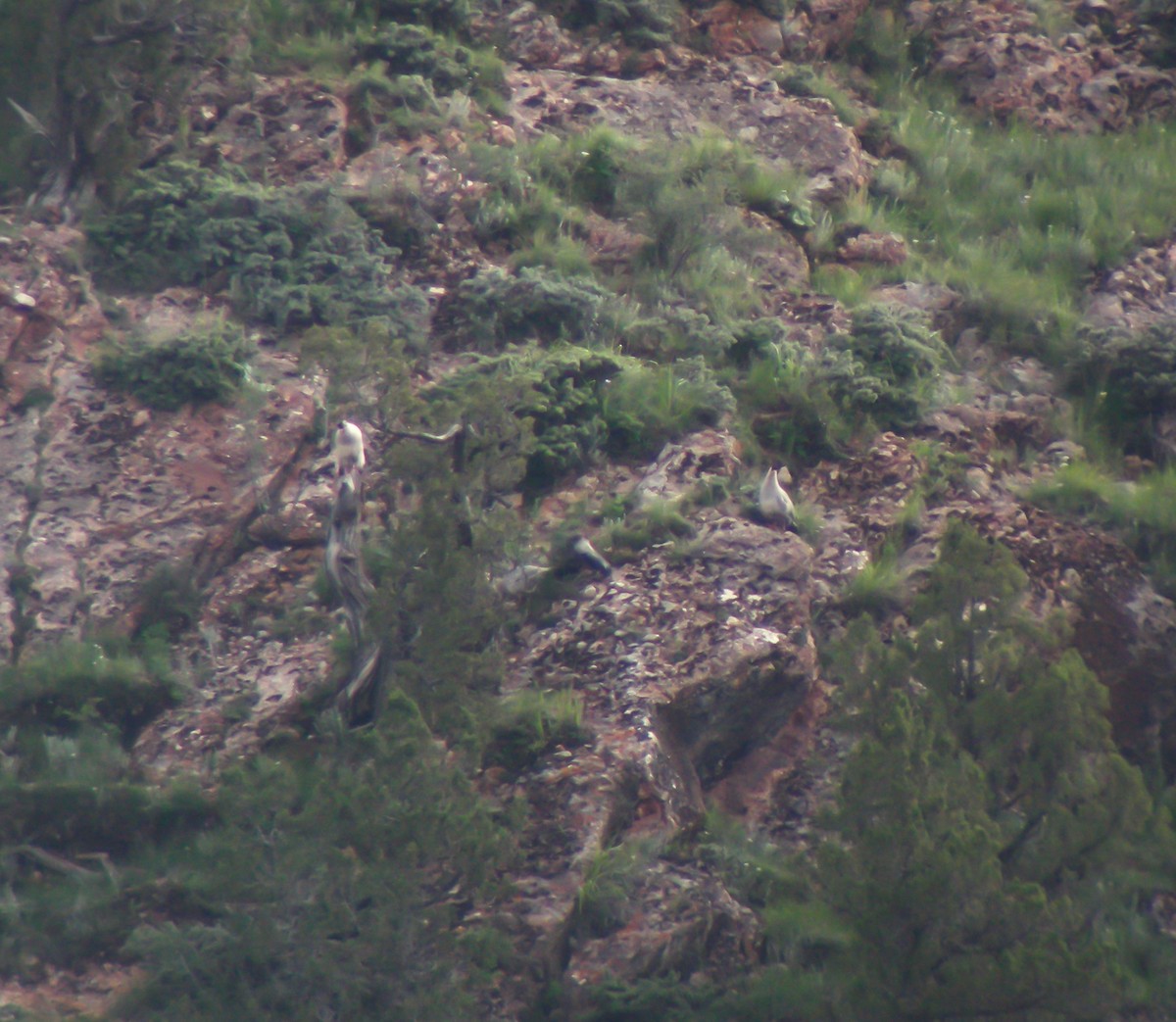 White Eared-Pheasant - ML647413053