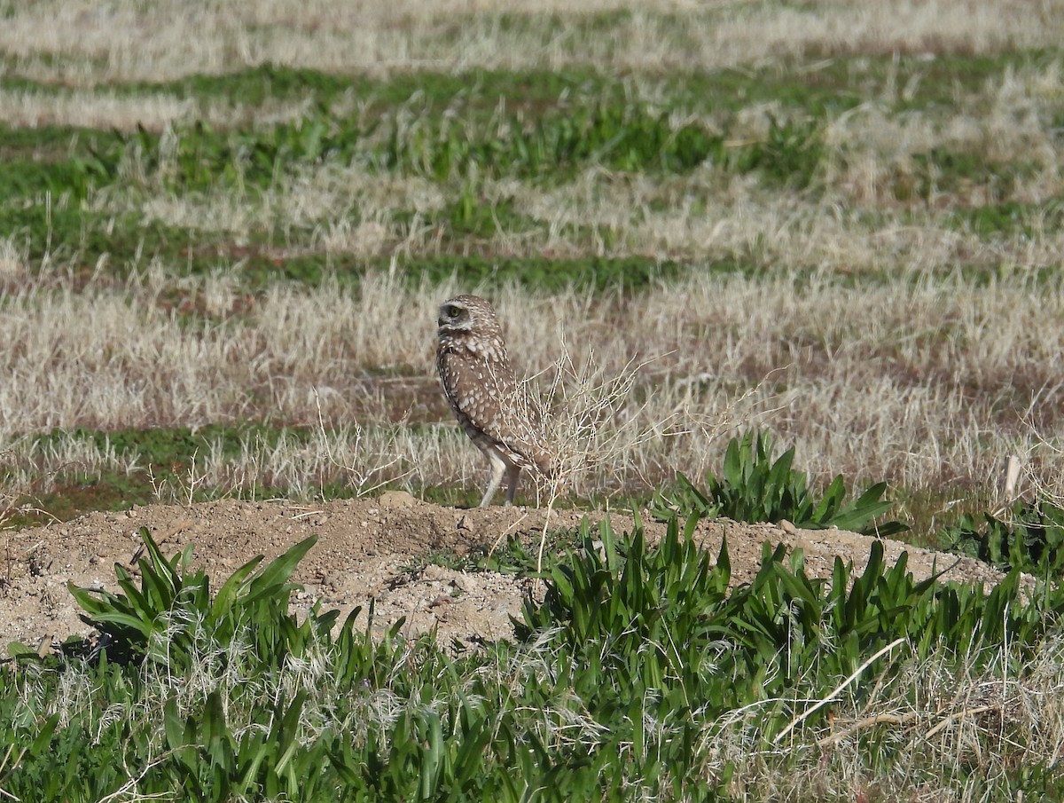 Burrowing Owl - ML647413054