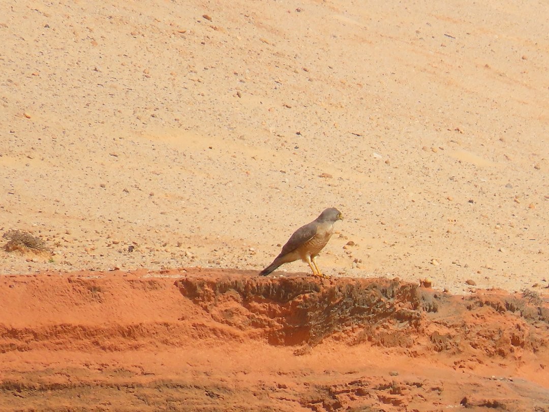 Roadside Hawk - ML647413055