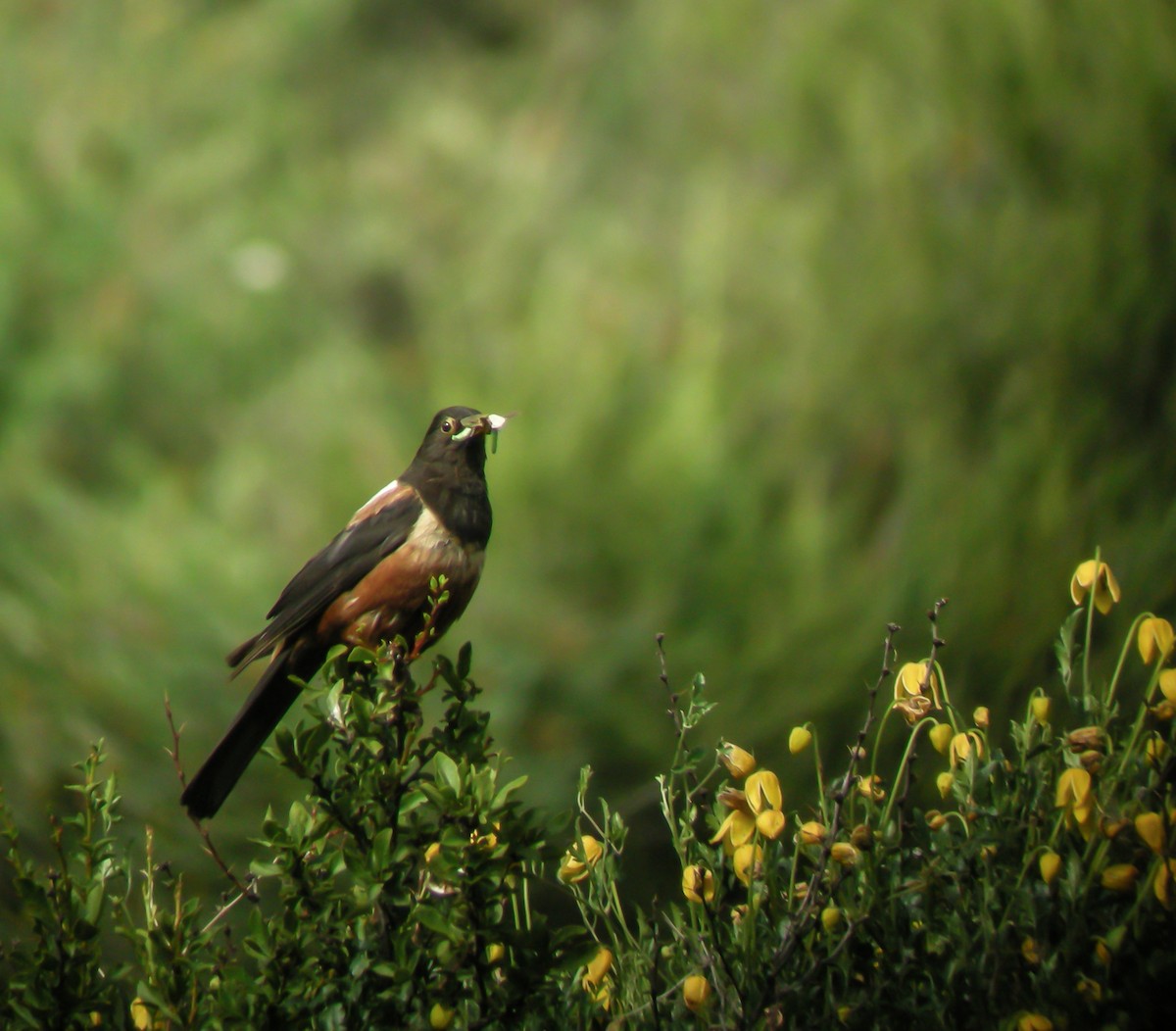 White-backed Thrush - ML647413057