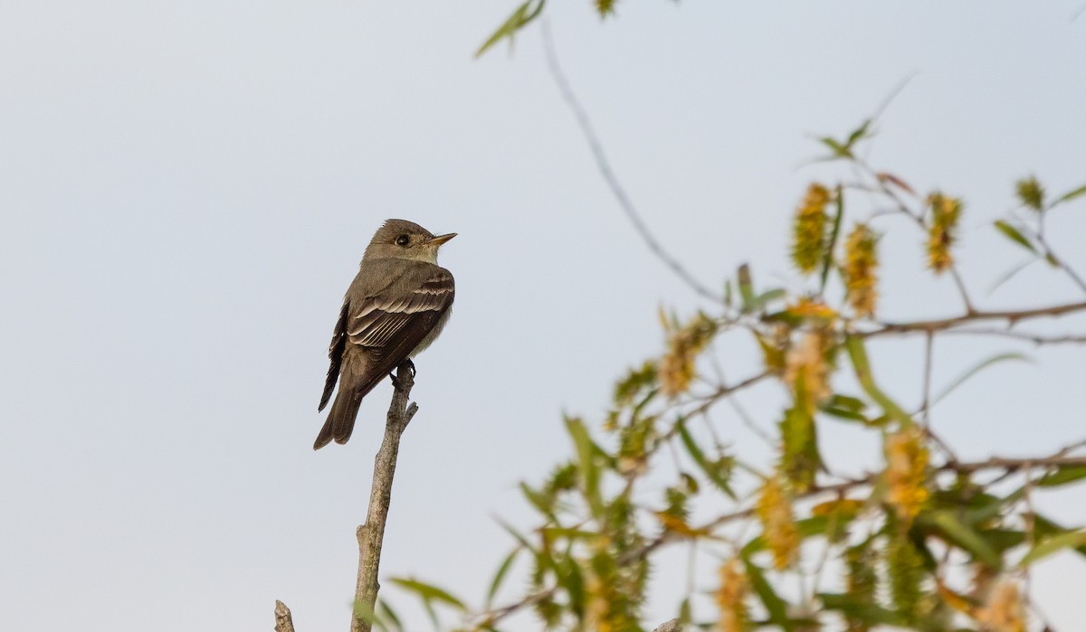Willow Flycatcher - ML647413058