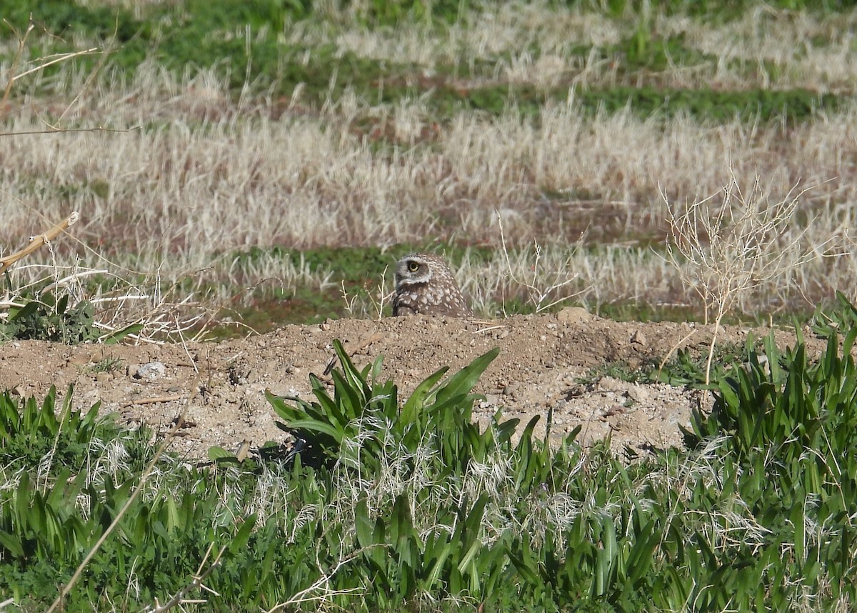 Burrowing Owl - ML647413059