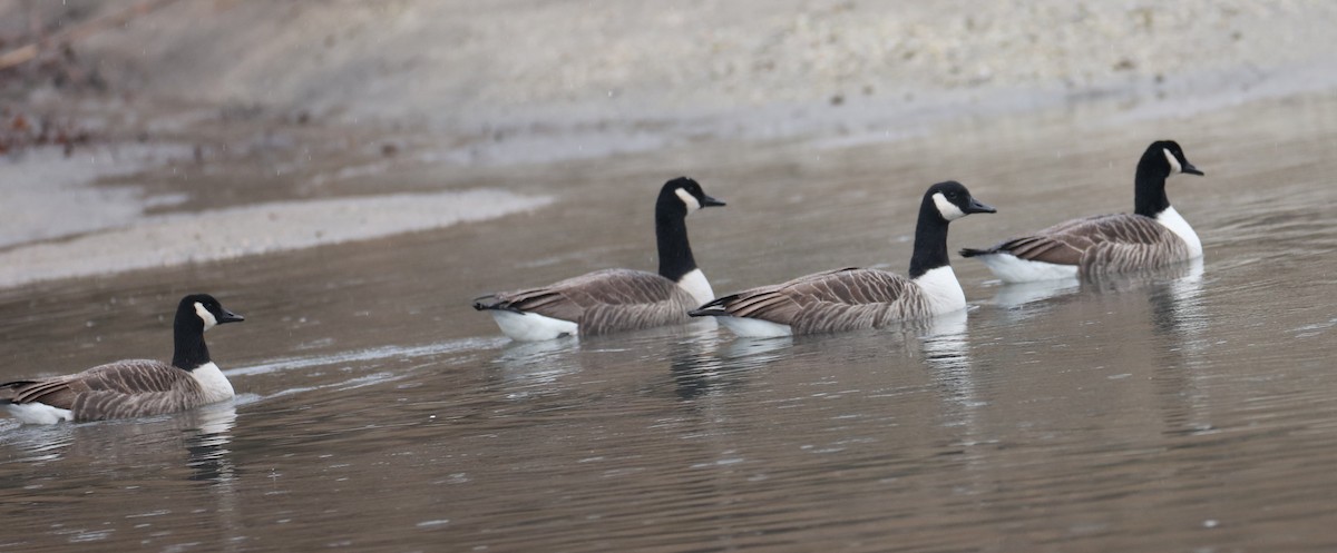 Canada Goose - ML647413060