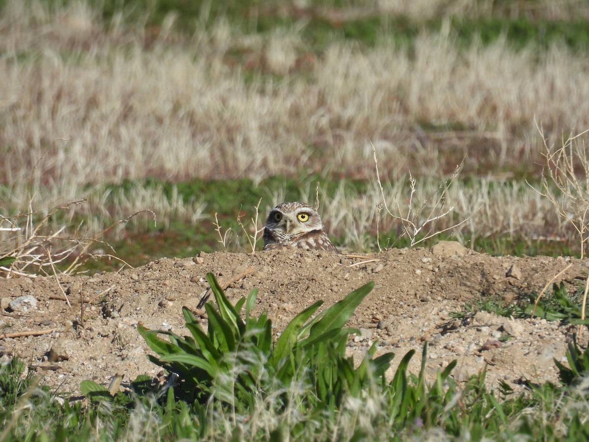 Burrowing Owl - ML647413061