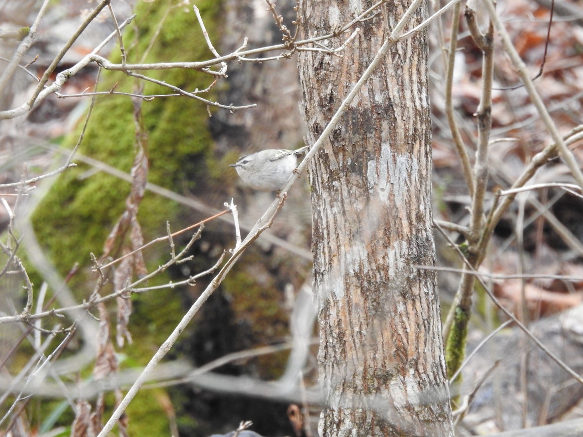 Golden-crowned Kinglet - ML647413062