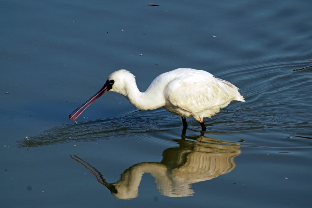 Black-faced Spoonbill - ML647413063