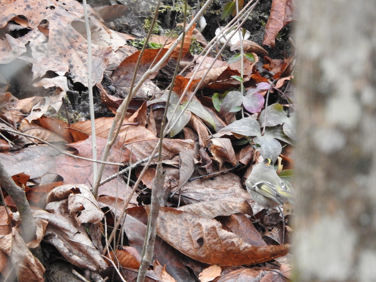 Golden-crowned Kinglet - ML647413064